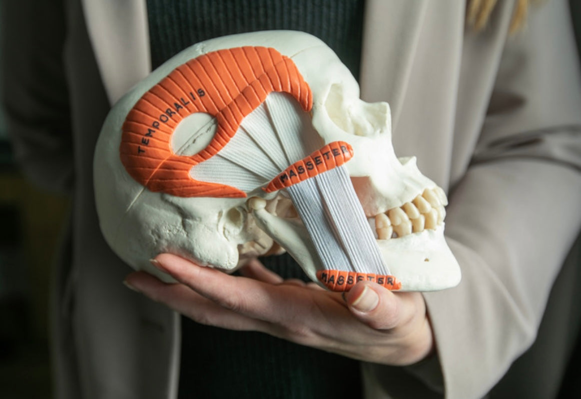 “30 editable aesthetics training manuals bundle”